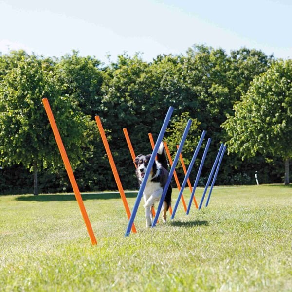 Trixie Köpek Agility Eğitim Direkleri
