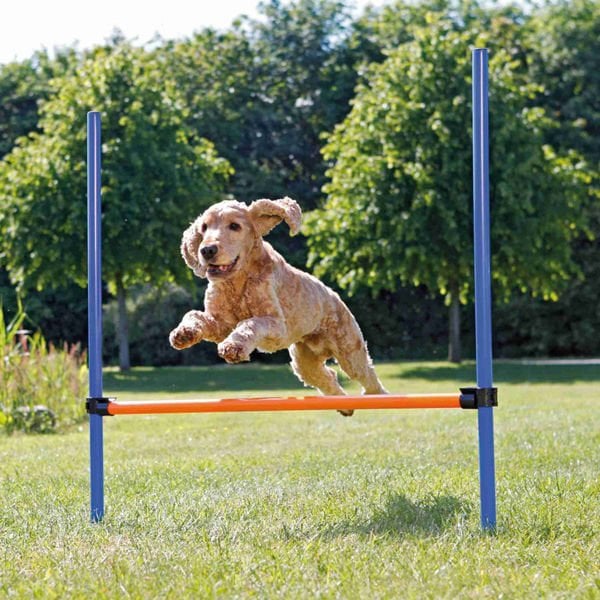 Trixie Köpek Agility Eğitim Manisi 129x115x3 Cm
