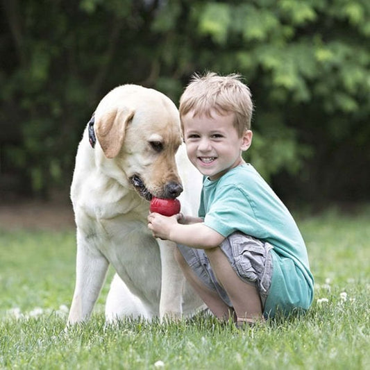 Kong Classic Ödül Hazneli Köpek Oyuncağı Xxlarge 15.5 Cm
